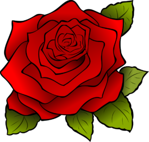 red rose