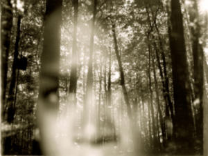 Manifestation – Woodlands