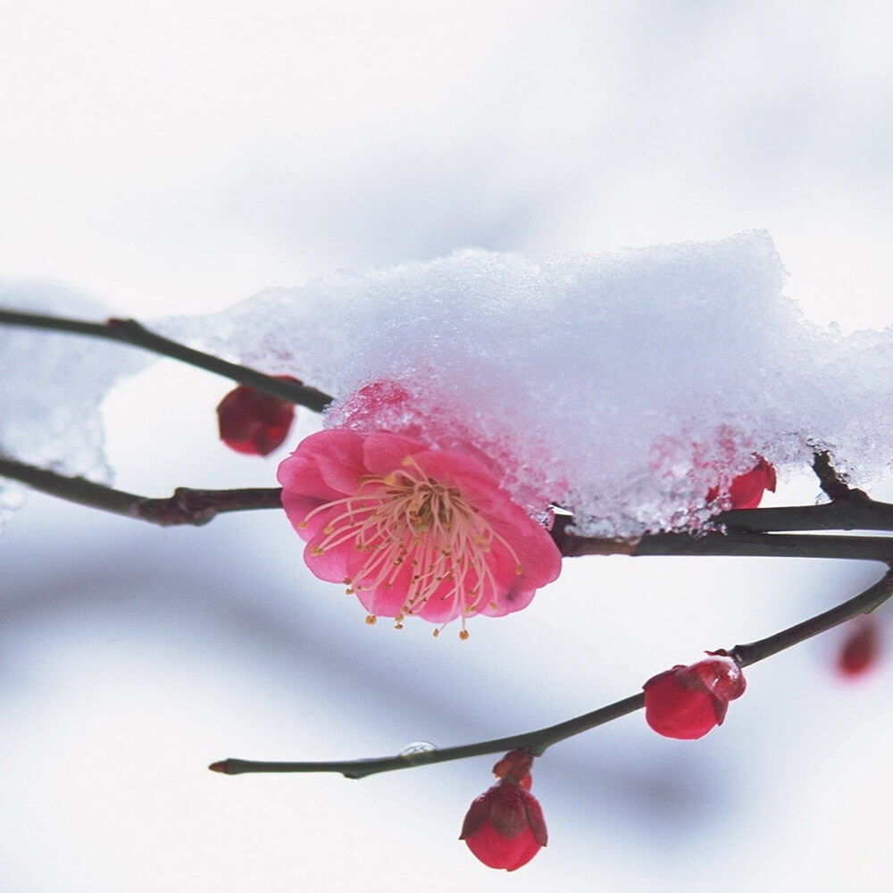 snowy branch with pink flower