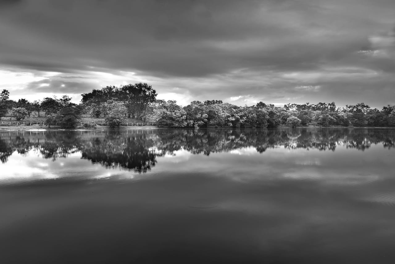 Lake surrounded by trees