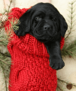 small black puppy in a Christmas stocking