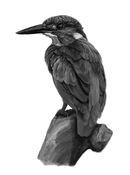 illustration of blackbird sitting on a tree branch