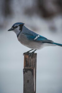 A bluebird standing on a wooden post in a wintery day