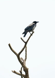 a blue jay