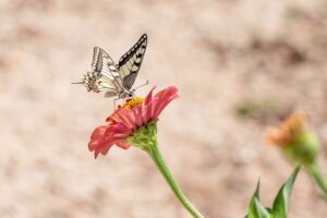 butterfly sitting on a flower