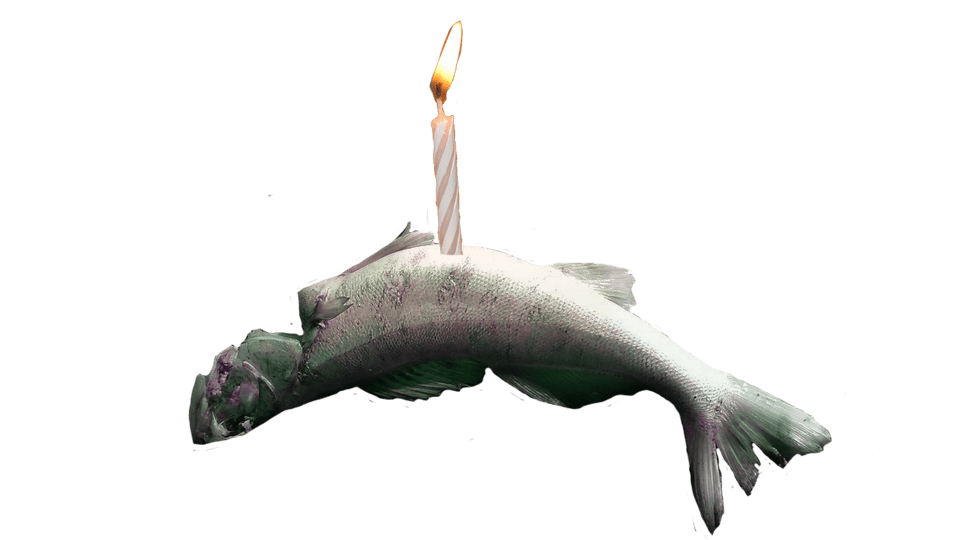 dead fish with a birthday candle