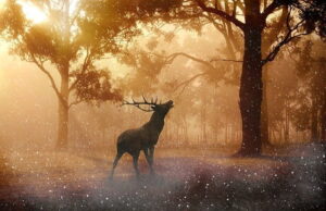 a deer in the woods