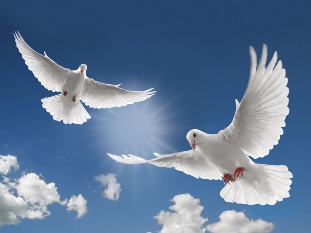 Doves flying in the sky