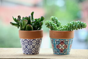 picture of succulents 
