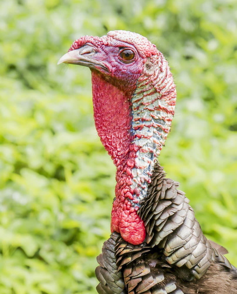 Zoomed in picture of a turkey head