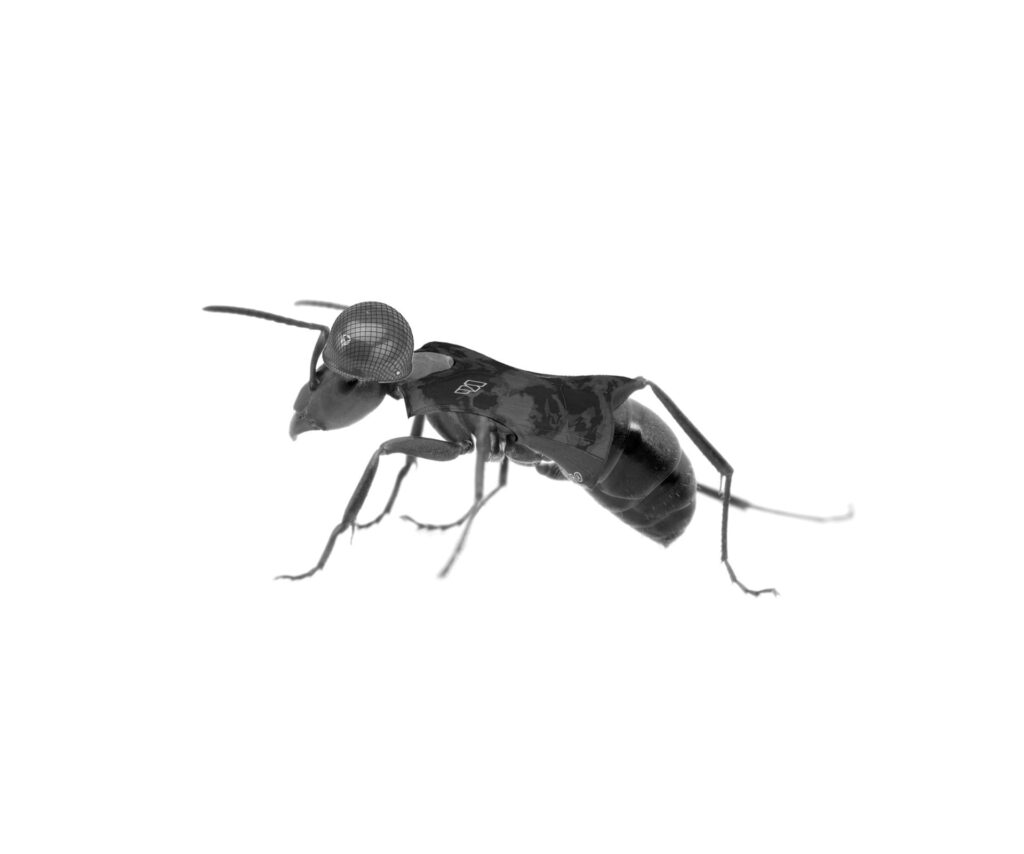 Ant isolated on white background