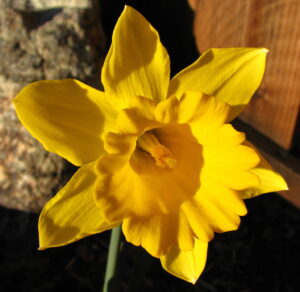 A daffodil 