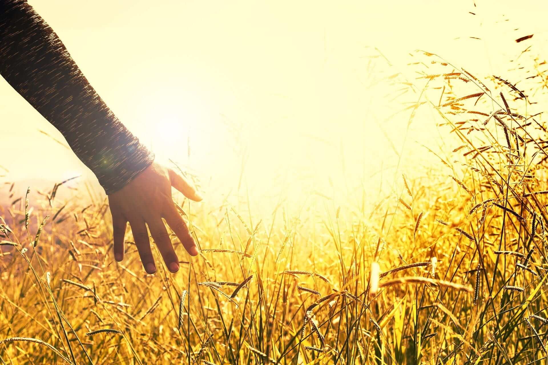 field of wheat