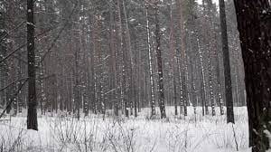 a snowy field