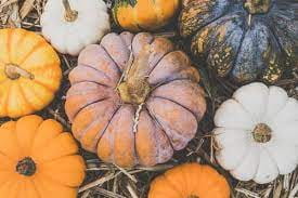 cluster of pumpkins