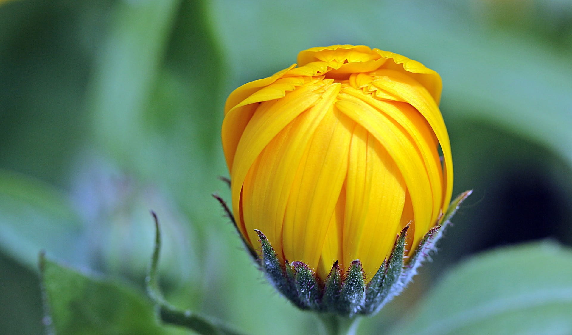 yellow flower