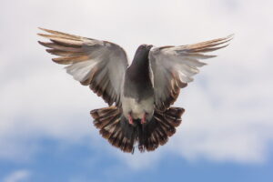 A pigeon flying