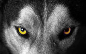 Wolf with yellow eyes staring down its prey