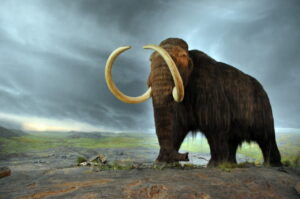 drawing of a wooly mammoth